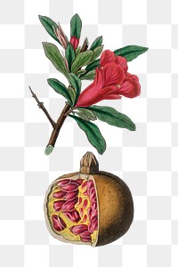 Pink pomegranate flowers png botanic vintage sketch