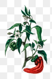 Png red sweet and chili peppers with green leaves vintage plant sketch