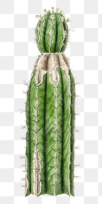 Green cactus png vintage sketch 