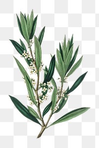 White olive flowers png antique illustration