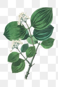 White poison nux flowers png botanic antique sketch