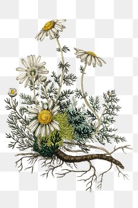 Antique white chamomile flowers png illustration