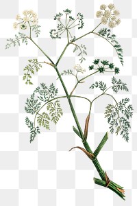 Phellandrium aguaticum plant png vintage