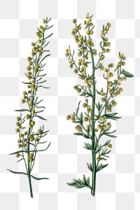 Yellow artemisia flower plant png vintage botany