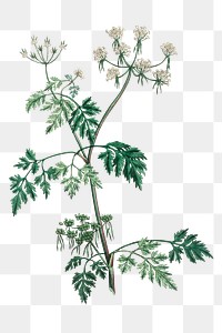 Green poison parsley flowers png vintage sketch