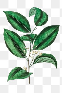 Green nutmeg leaves png vintage plant illustration
