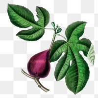 Png fruit purple fig with green leaves vintage sketch