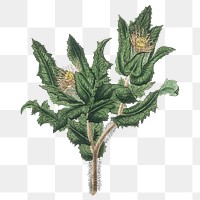 Png yellow thistle flowers vintage sketch