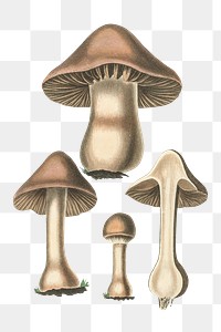 Brown death cap mushroom png botanic illustration