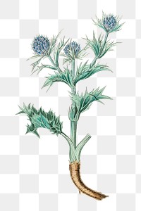 Blue sea holly flowers png antique illustration