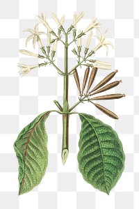 White Quina flowers png vintage plant sketch