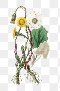 White and yellow coltsfoot flowers png vintage illustration