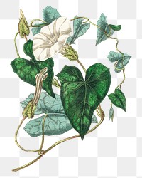 Bindweed flowers white png botanical illustration