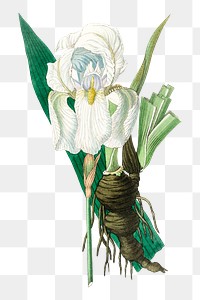 White Iris florentina flowers png antique botany sketch