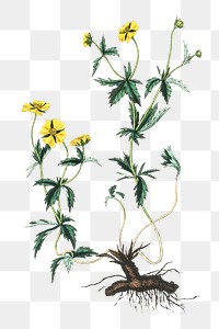 Png yellow Tormentil flowers vintage sketch