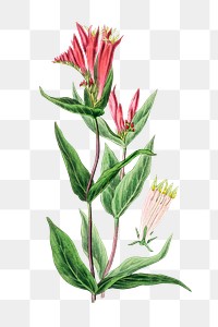 Vintage botanical woodland pinkroot flowers png sketch