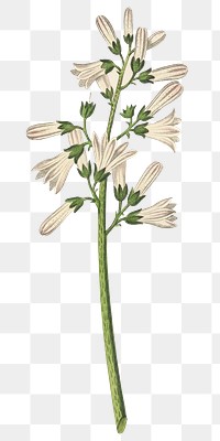 White Angostura flowers png botanical illustration