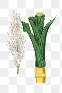 Pink sugarcane flowers png with green leaves illustration
