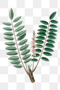 Boswellia pink flowers png botany sketch