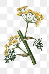 Ferula persica yellow png flowers vintage illustration