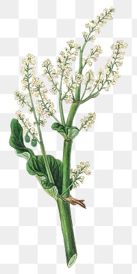 Green Rhubarb with yellow flowers png botany sketch