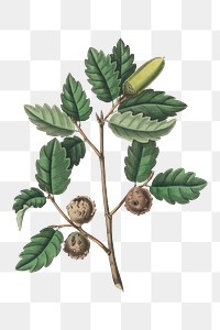 Green Aleppo Oak with brown galls png illustration