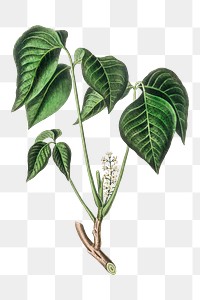 Png green poison ivy plant with white flowers illustration