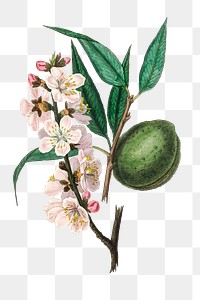 Vintage pink almond flowers prune png illustration
