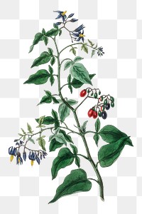 Red and blue bittersweet png plant antique sketch