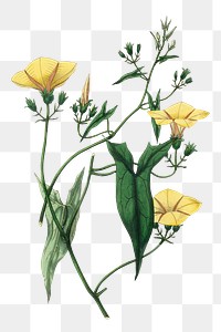 Scammony yellow flowers png vintage illustration