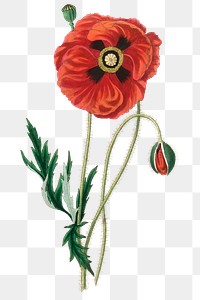 Red common poppy flowers png vintage sketch