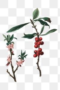 Red and pink february daphne png antique illustration