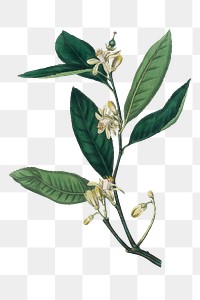 Botanical citron flowers png vintage illustration