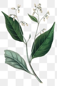 White gum benjamin flowers with leaves png sketch