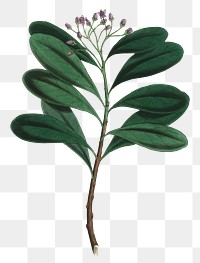 Png green cinnamon bark leaves antique botany illustration