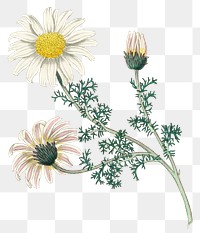 White mount atlas daisy flowers png vintage illustration
