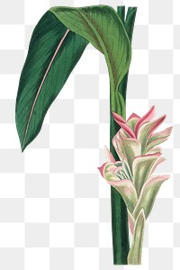 Png white turmeric pink edge flower antique sketch
