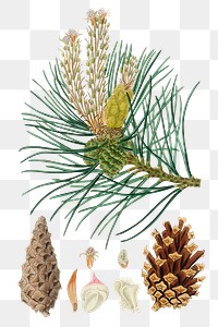 Png brown scots pine cones green plant illustration