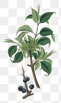 Buckthorn with green leaves and blueberry png vintage