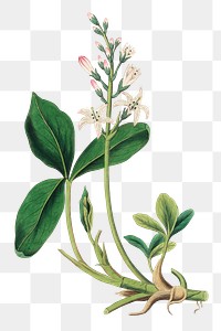 Pink and white bogbean flowers png botanical sketch