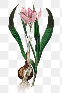 Png pink autumn crocus with brown bulb antique illustration