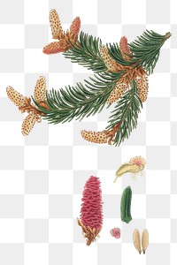 Orange and pink spruce pine png antique illustration