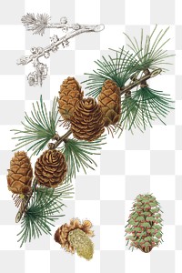 Brown pine cone png vintage illustration 