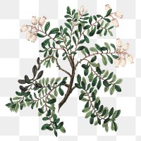 Light pink bearberry flowers png vintage sketch