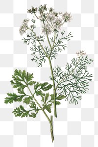 Green coriander white flowers png illustration
