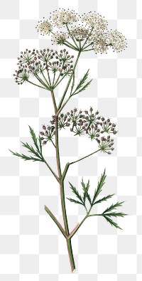 Pink and white cowbane png vintage illustration