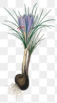 Png purple saffron with brown corms plant sketch