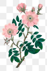 Vintage pink dog rose png flowers botanic illustration