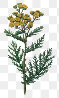 Yellow tansy flowers png antique illustration