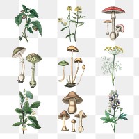 Hand drawn fungus and colorful flowers png collection vintage